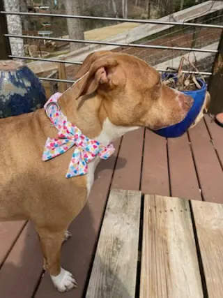 Hazel