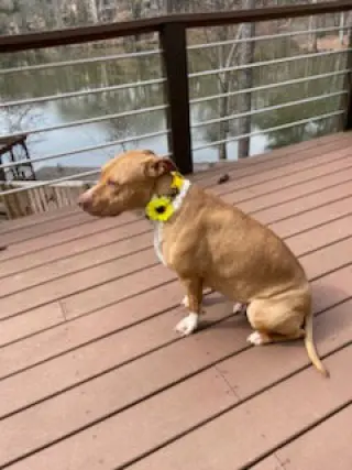 Hazel