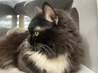 Zora