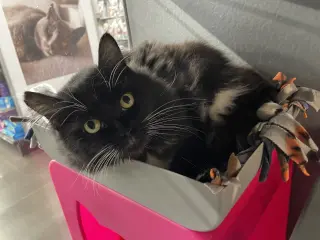 Zora