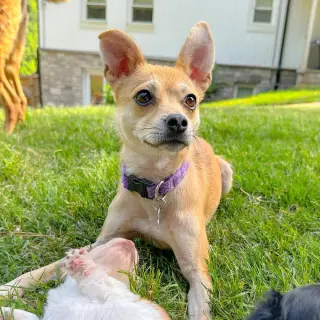 Ellen