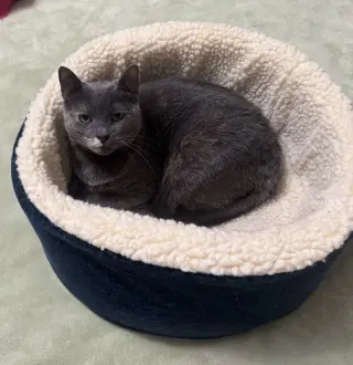 Lil Girl