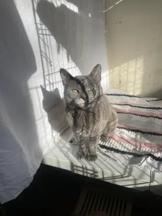 Lil Girl