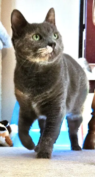 Lil Girl