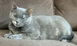 Lil Girl