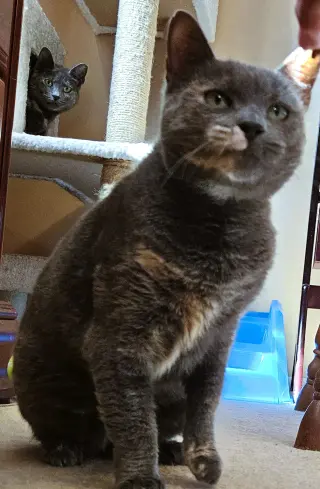 Lil Girl