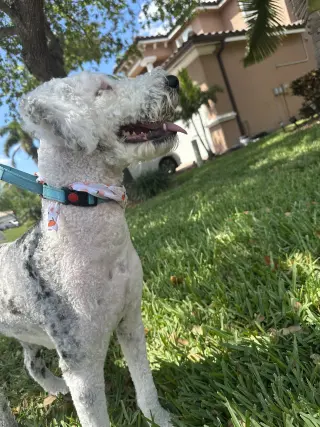 Poochie 1366