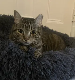Prissy