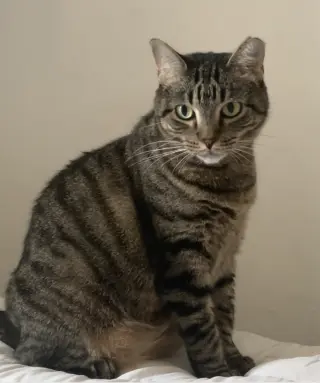 Prissy