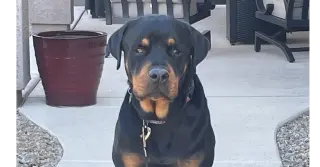 Flex
