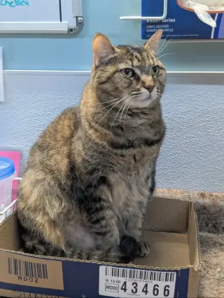Sundae