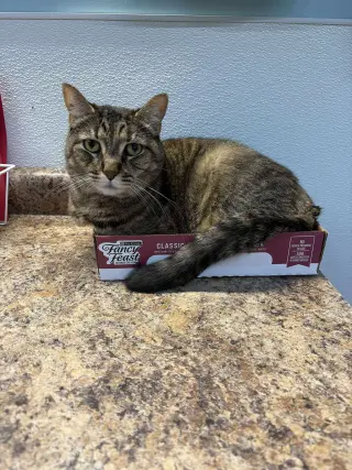 Sundae