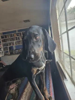 Duke