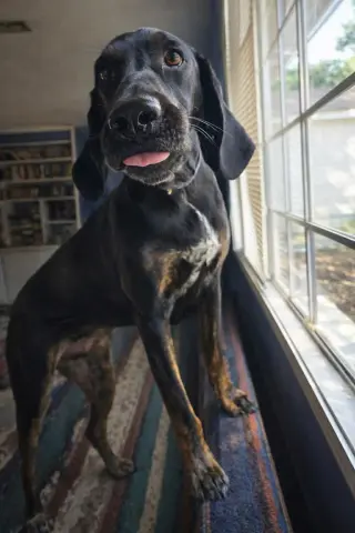 Duke