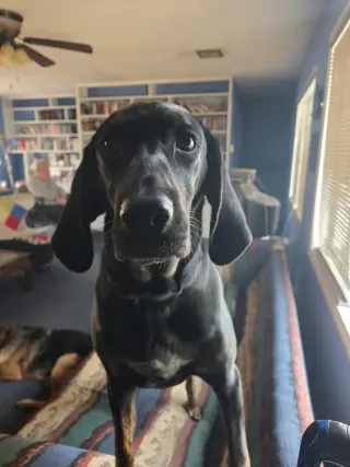 Duke