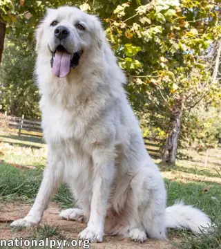 Ralphie in MA - Loves to Give the Pyr Paw!