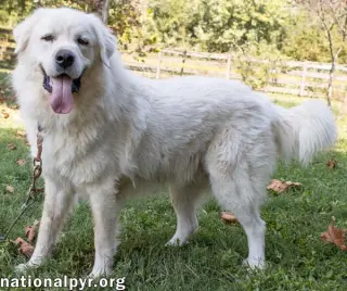 Ralphie in MA - Loves to Give the Pyr Paw!