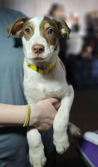 Maple