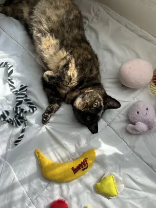 Maple