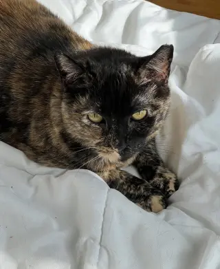 Maple