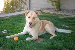 ZIGGY **Adoption Pending**