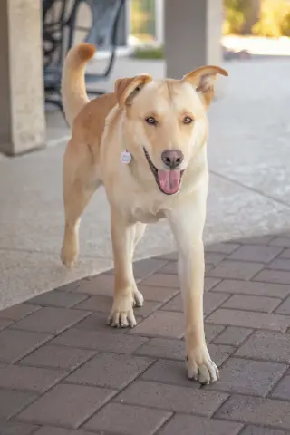 ZIGGY **Adoption Pending**