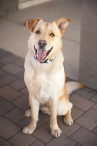 ZIGGY **Adoption Pending**