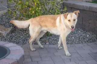 ZIGGY **Adoption Pending**