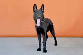 AZULA