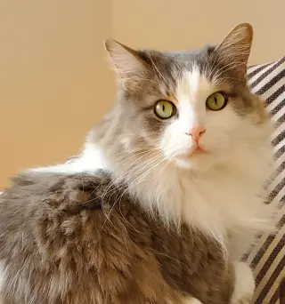 Watson