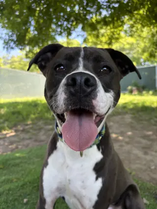 AC - Ripple (Zion Litter)
