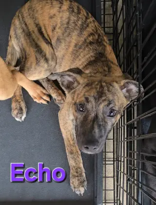 Echo