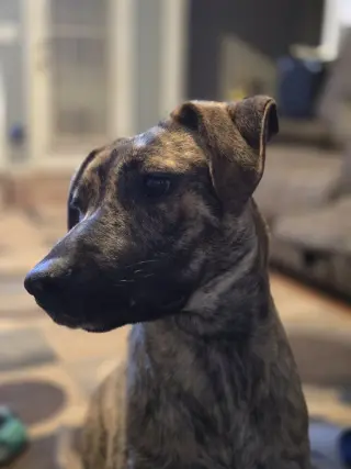Echo