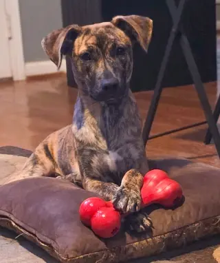 Echo
