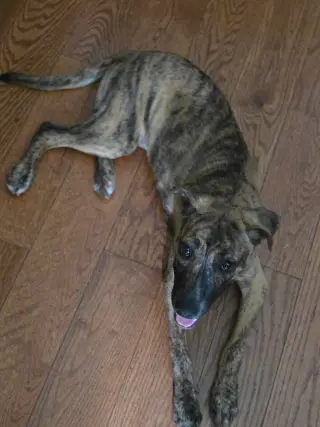 Echo