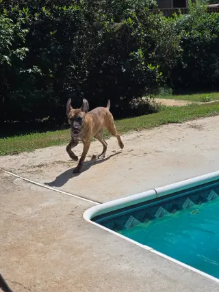 Echo