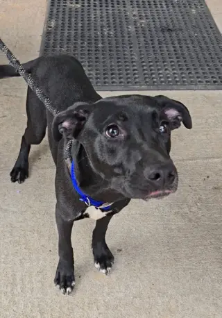 Jax