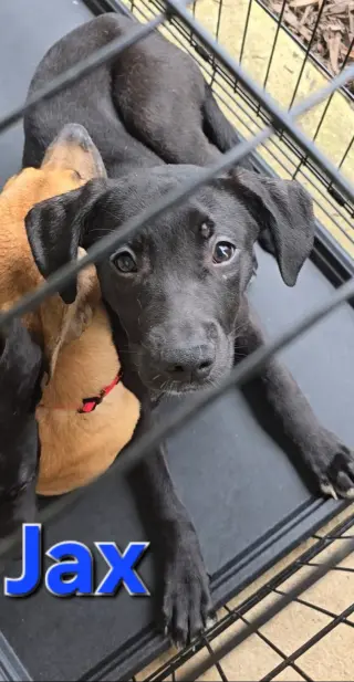 Jax