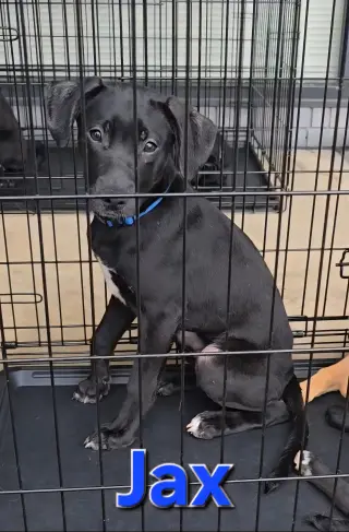 Jax