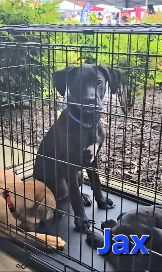 Jax