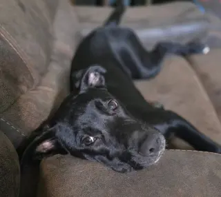 Jax