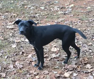 Jax