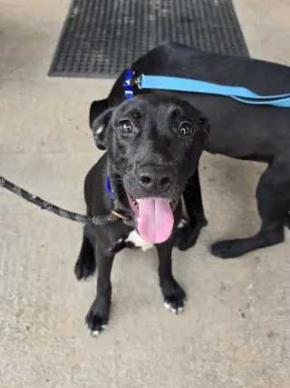 Jax