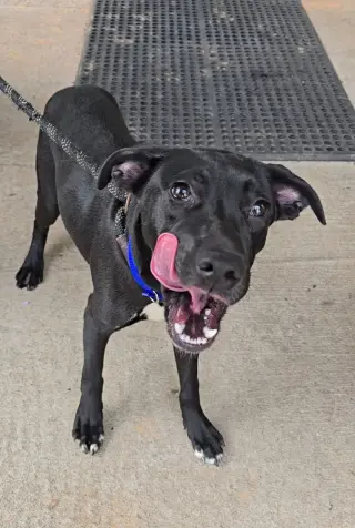 Jax