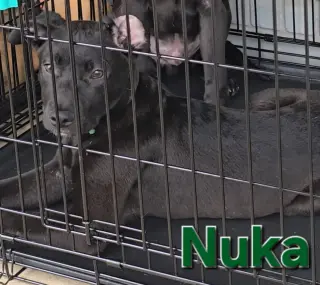 Nuka