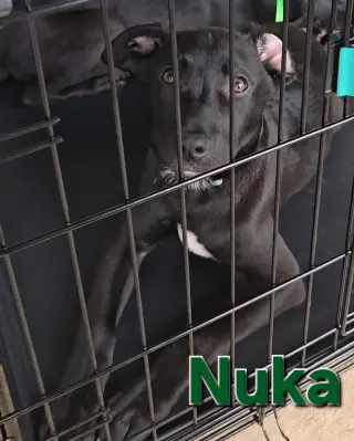 Nuka