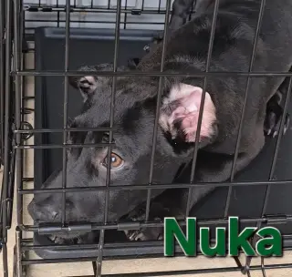 Nuka