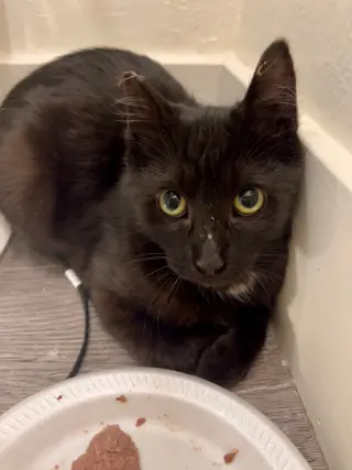 Laverne (C)
