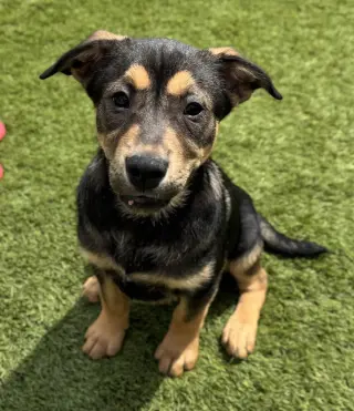Zuko