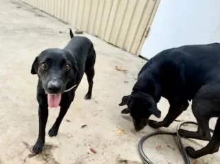 Lucy & Rose